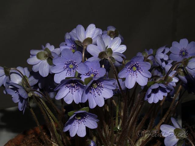 Hepatica x Himmelszauber.JPG